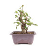 Fagus sylvatica - B4952
