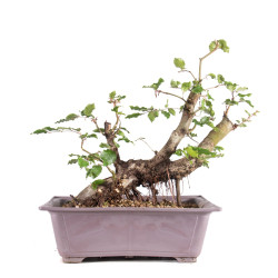 Fagus sylvatica - B4952