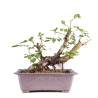 Fagus sylvatica - B4952