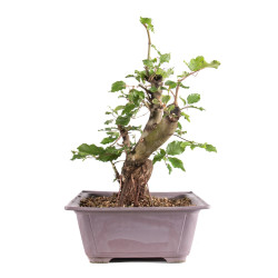 Fagus sylvatica - B4952