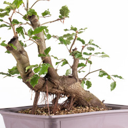 Fagus sylvatica - B4952