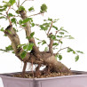 Fagus sylvatica - B4952