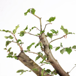 Fagus sylvatica - B4952