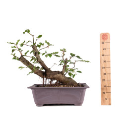 Fagus sylvatica - B4952