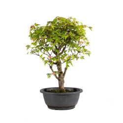 Acer buergerianum - B4855