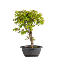 Acer buergerianum - B4855