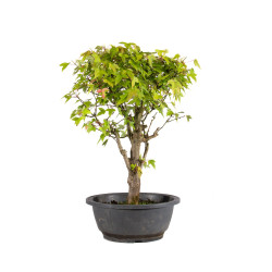 Acer buergerianum - B4855