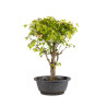 Acer buergerianum - B4855