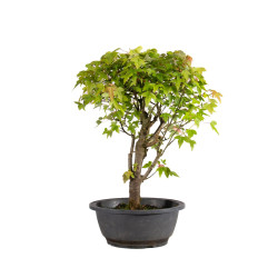 Acer buergerianum - B4855