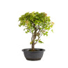 Acer buergerianum - B4855