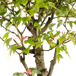 Acer buergerianum - B4855
