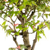 Acer buergerianum - B4855