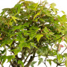 Acer buergerianum - B4855