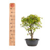 Acer buergerianum - B4855