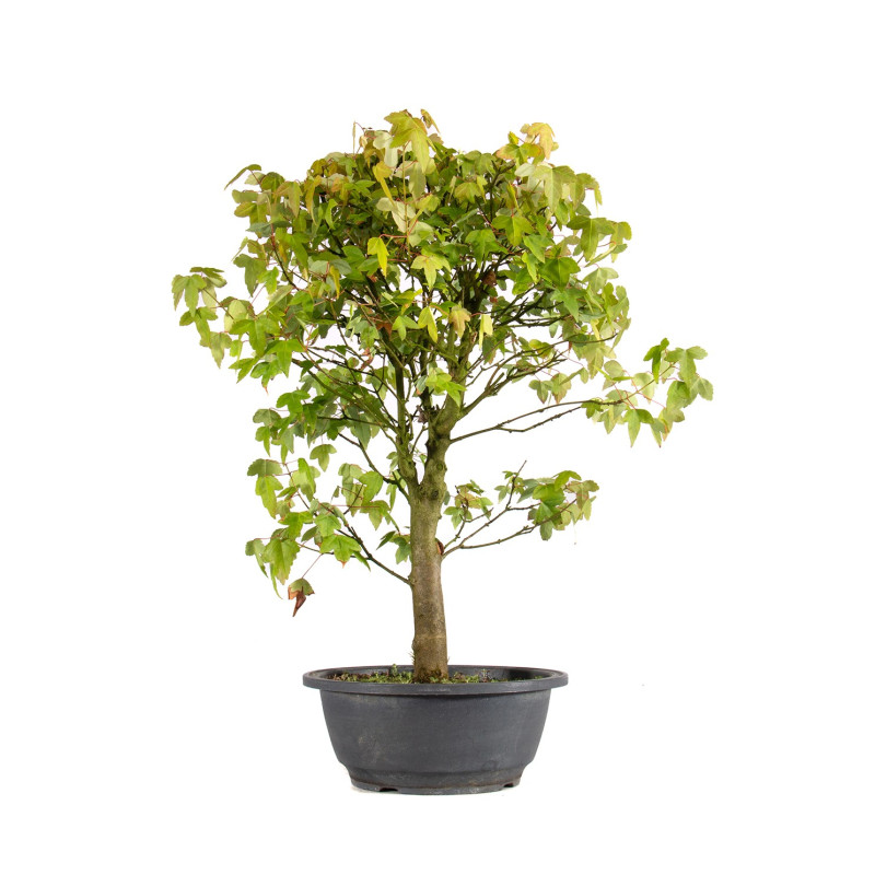 Acer buergerianum - B4858