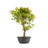 Acer buergerianum - B4858