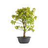 Acer buergerianum - B4858