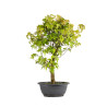 Acer buergerianum - B4858