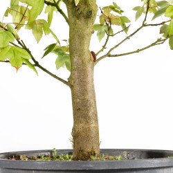 Acer buergerianum - B4858