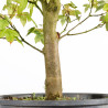 Acer buergerianum - B4858