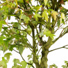 Acer buergerianum - B4858