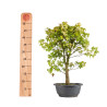 Acer buergerianum - B4858
