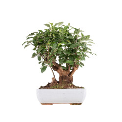Malus everest - B4867