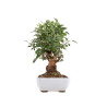 Malus everest - B4867