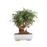 Malus everest - B4867