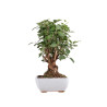 Malus everest - B4867