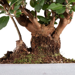 Malus everest - B4867