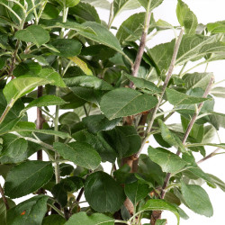 Malus everest - B4867