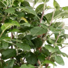 Malus everest - B4867