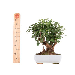 Malus everest - B4867