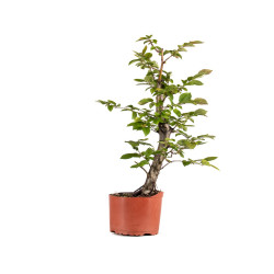 Carpinus betulus - B4871