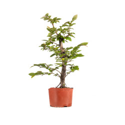 Carpinus betulus - B4871