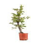 Carpinus betulus - B4871