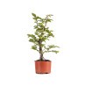 Carpinus betulus - B4871
