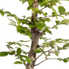 Carpinus betulus - B4871