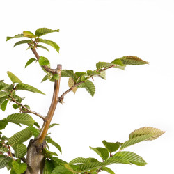 Carpinus betulus - B4871