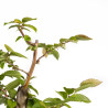 Carpinus betulus - B4871