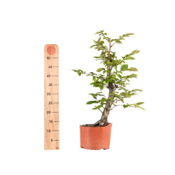 Carpinus betulus - B4871