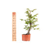 Carpinus betulus - B4871