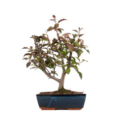 Malus floribunda - B4857