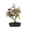 Malus floribunda - B4857