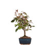 Malus floribunda - B4857