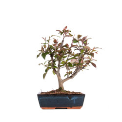 Malus floribunda - B4857