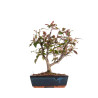 Malus floribunda - B4857