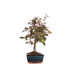 Malus floribunda - B4857
