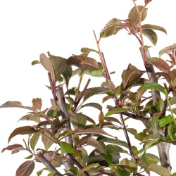 Malus floribunda - B4857